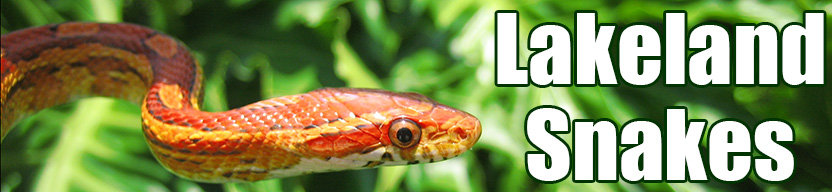Lakeland snake